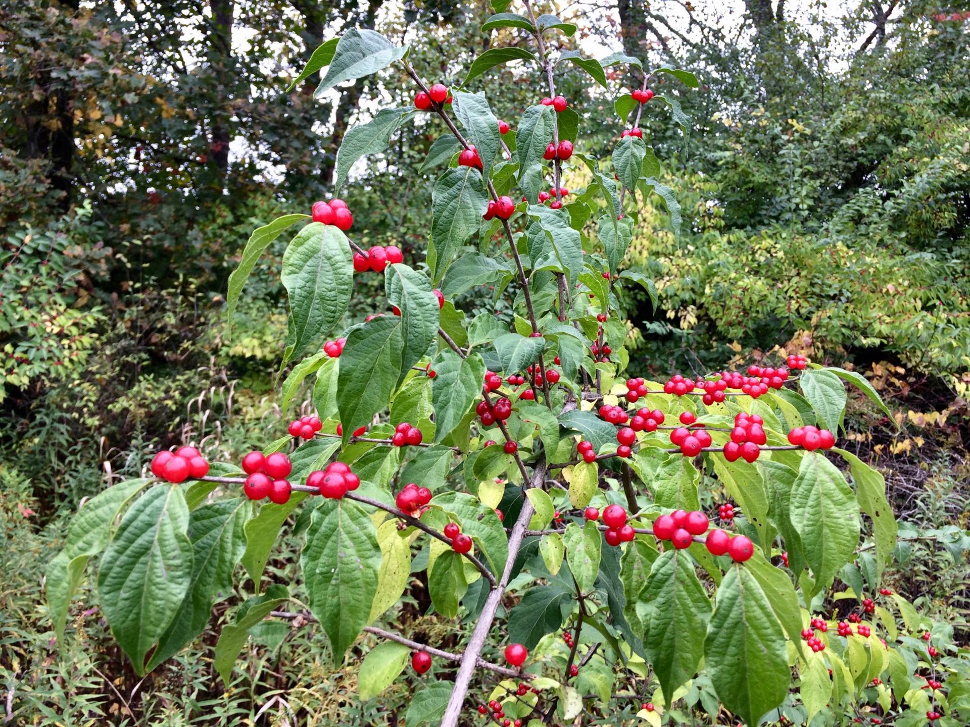 red berries on a honeysuckle branch