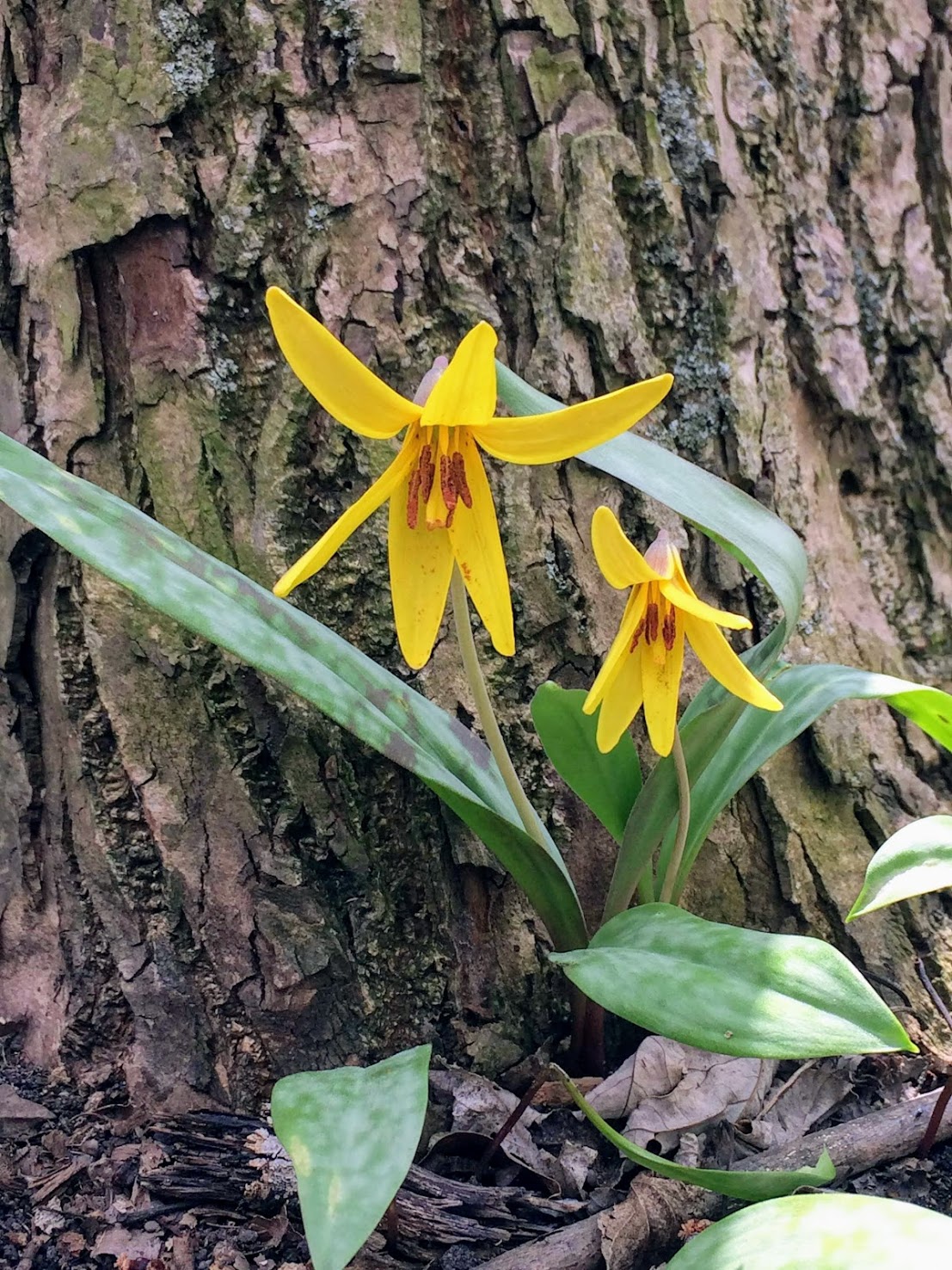 Trout Lilly
