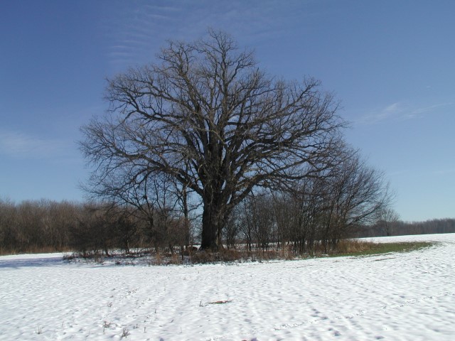 big tree, winter, Dam Tsig property, Barry Lonik photo credit